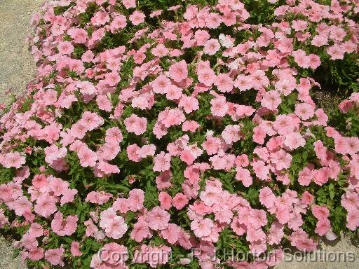 Petunias Pink 